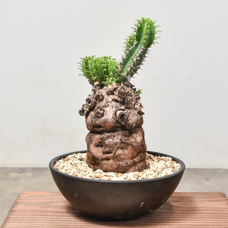 ユーフォルビア ムランジーナ 【発根済み】RF231971(T) | RAFLUM