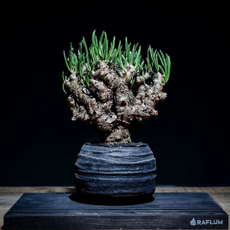 チレコドン レティキュラーツス 