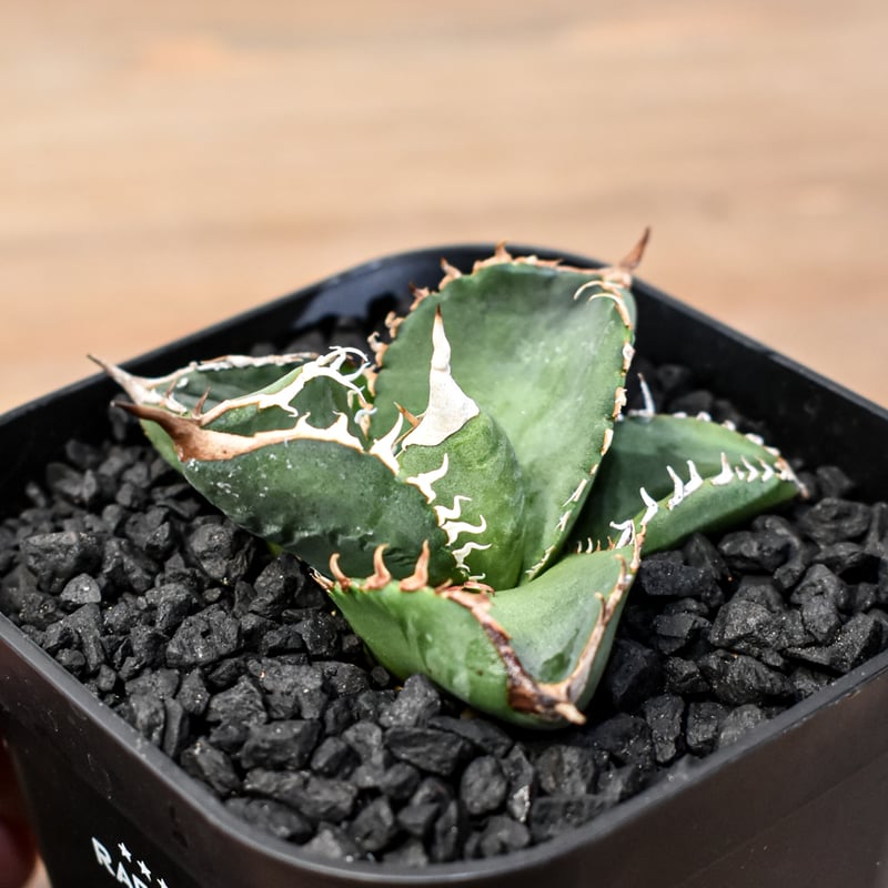 アガベ チタノタ 