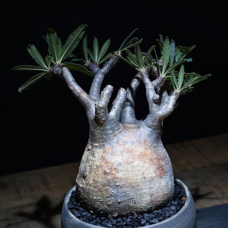 パキポディウム グラキリス (発根済み) RF22994 | RAFLUM / ラフラム