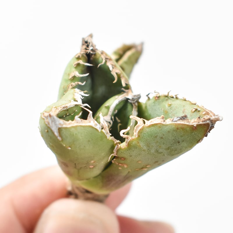 アガベ チタノタ 麻花龍 【台湾 berlin産/子株/抜き苗】D BE2402686 |