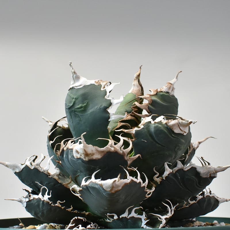 RAFLUMコレクション】アガベ チタノタ 