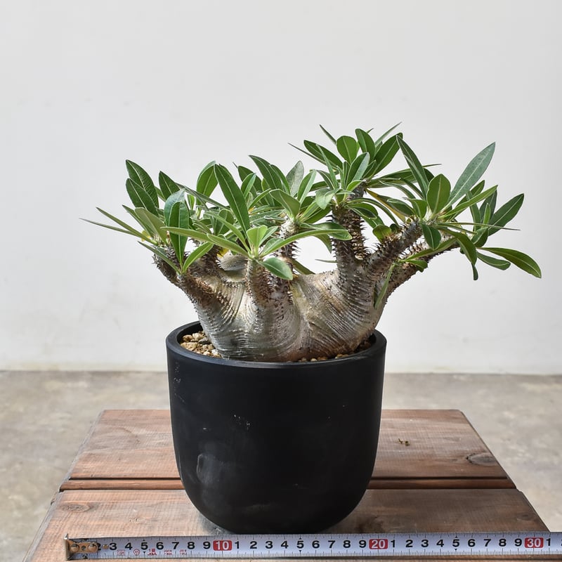 パキポディウム マカイエンセ 【現地球/発根済み】HK2409028(T