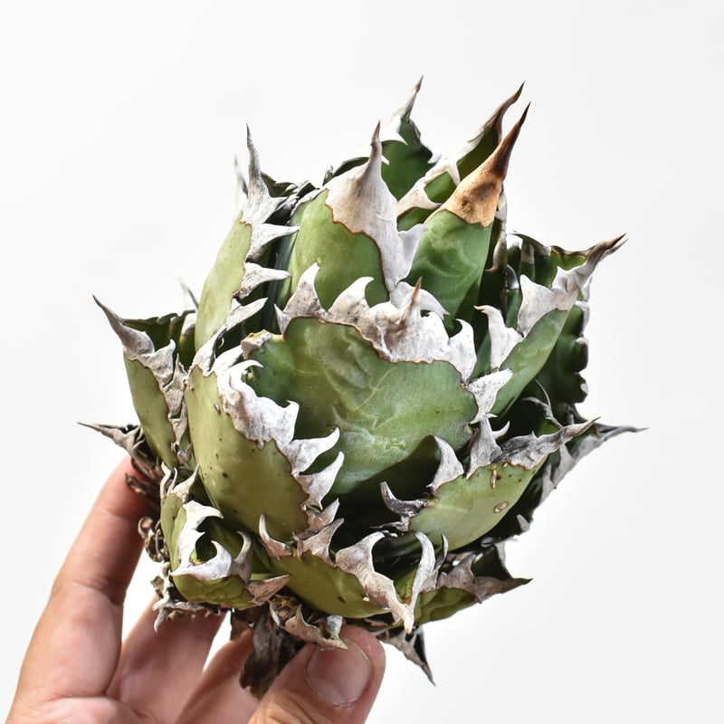 国内実生最高峰】アガベ チタノタ 赤猫 / レッドキャット【OSPセレクト