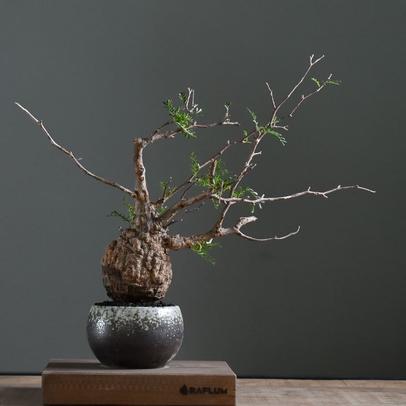 オペルクリカリア パキプス【手乗りサイズ・見事な枝ぶり！厳選された