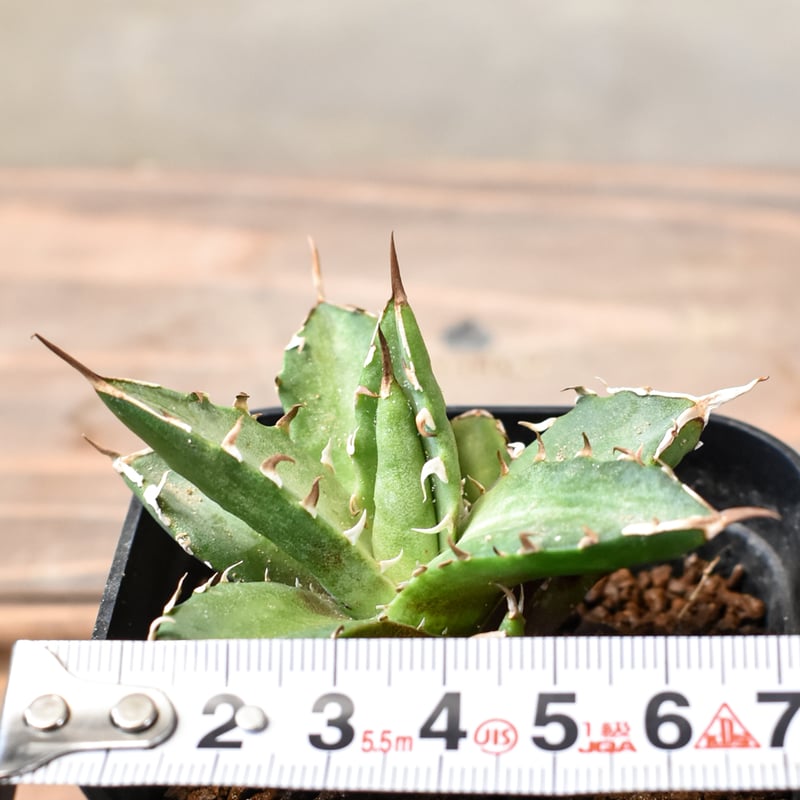 アガベ チタノタ 