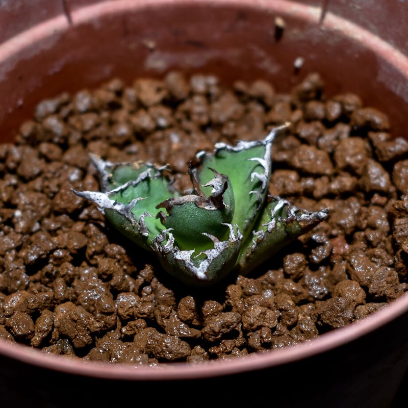 アガベ チタノタ 