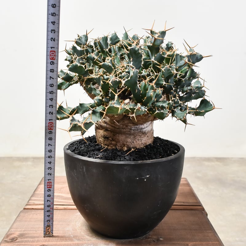 ユーフォルビア クラビゲラ 