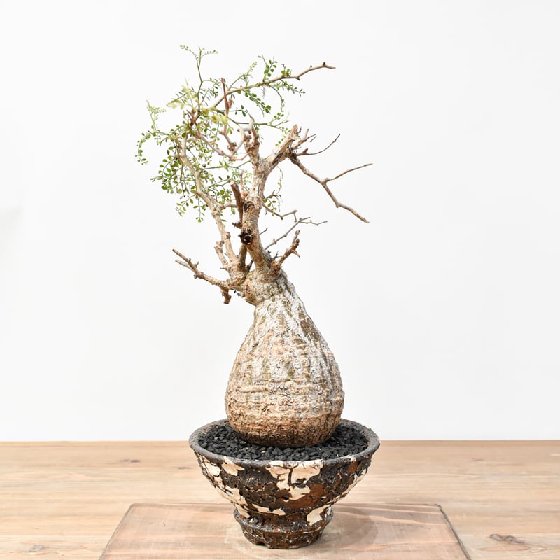 RAFLUMコレクション】オペルクリカリア パキプス 【発根済み