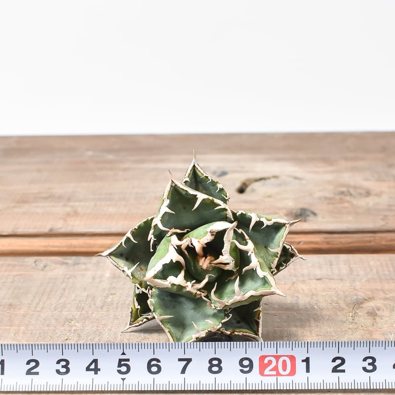 子株付き】アガベ チタノタ 