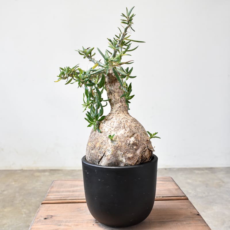 パキポディウム ビスピノーサム 【現地球/発根済み】HK2401316