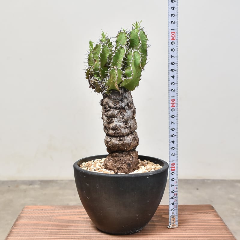 ユーフォルビア ムランジーナ 【発根済み】RF231968(T) | RAFLUM