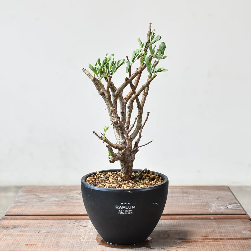 センナ メリディオナリス 【発根済み】HK2402462 | RAFLUM / ラフラム