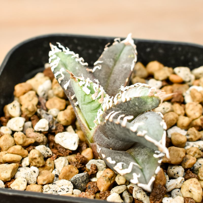 アガベ チタノタ ゴジラ 