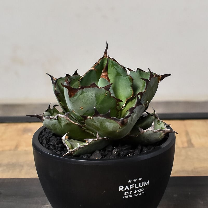 アガベ チタノタ ブラックアンドブルー 