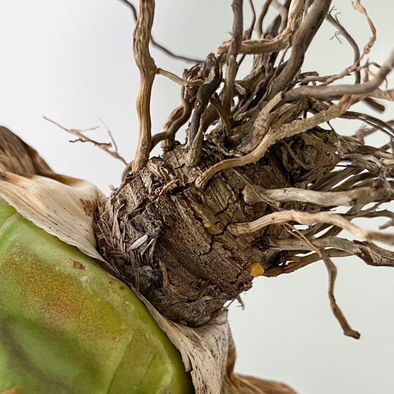 アガベ チタノタ FO-076 OLD （抜き苗販売）RF22836 | RAFLUM / ラ