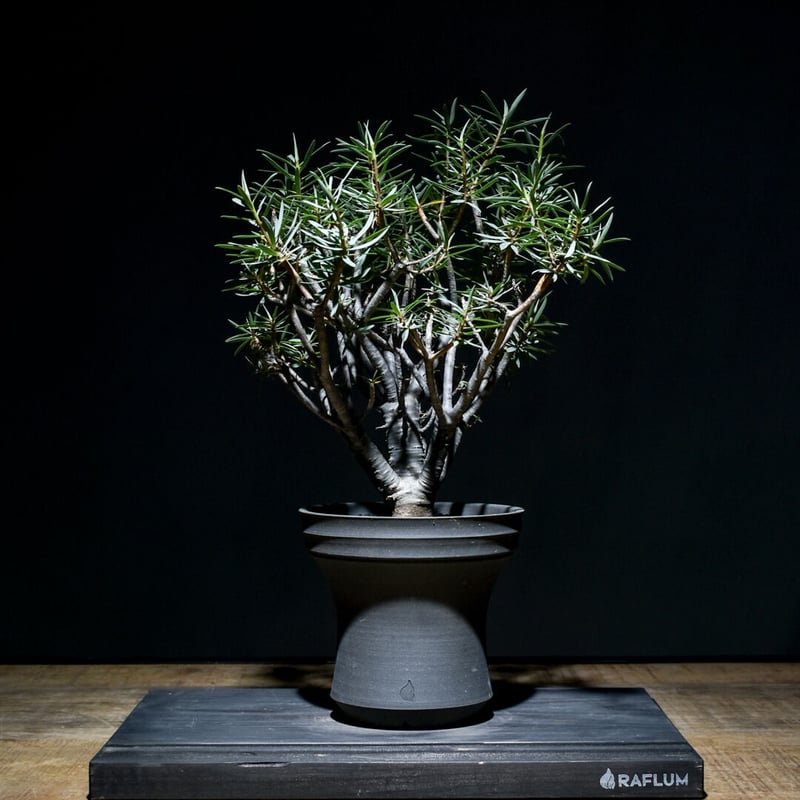 ユーフォルビア・バルサミフェラ 大株（発根済み）RF230009 | RAFLUM