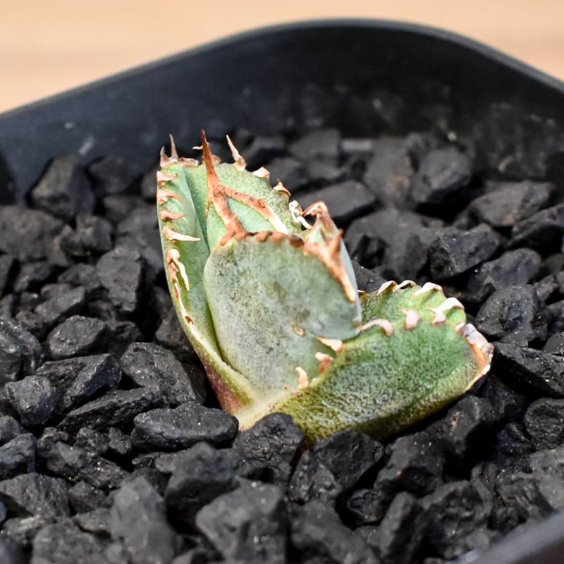 アガベ チタノタ ホオジロザメ 