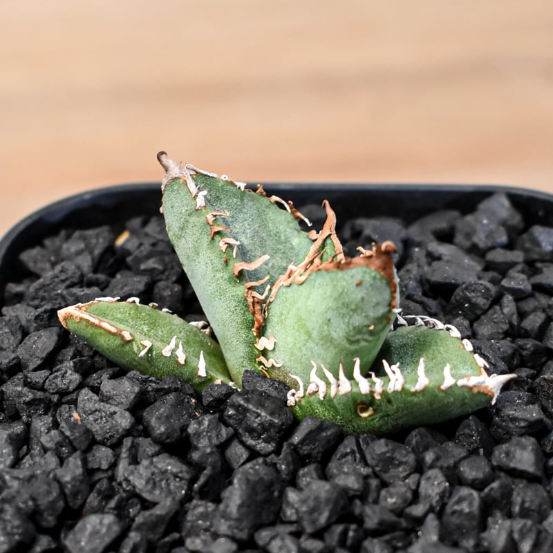 アガベ チタノタ Shi-hao 