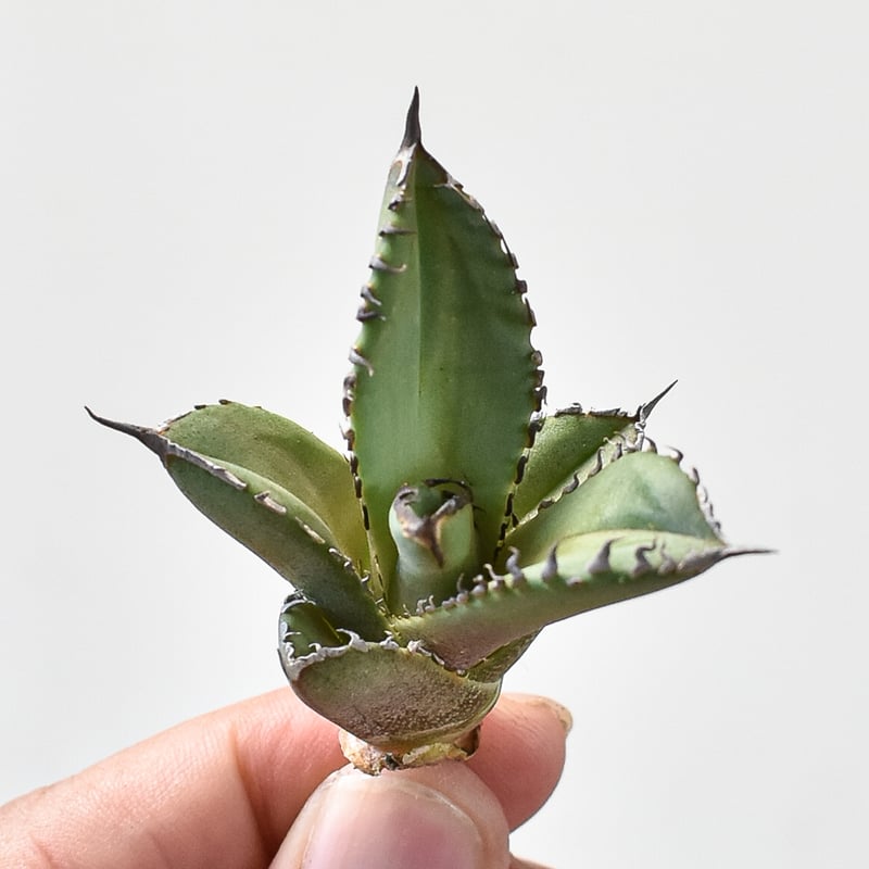 アガベ チタノタ DENNIS040 デニス040 