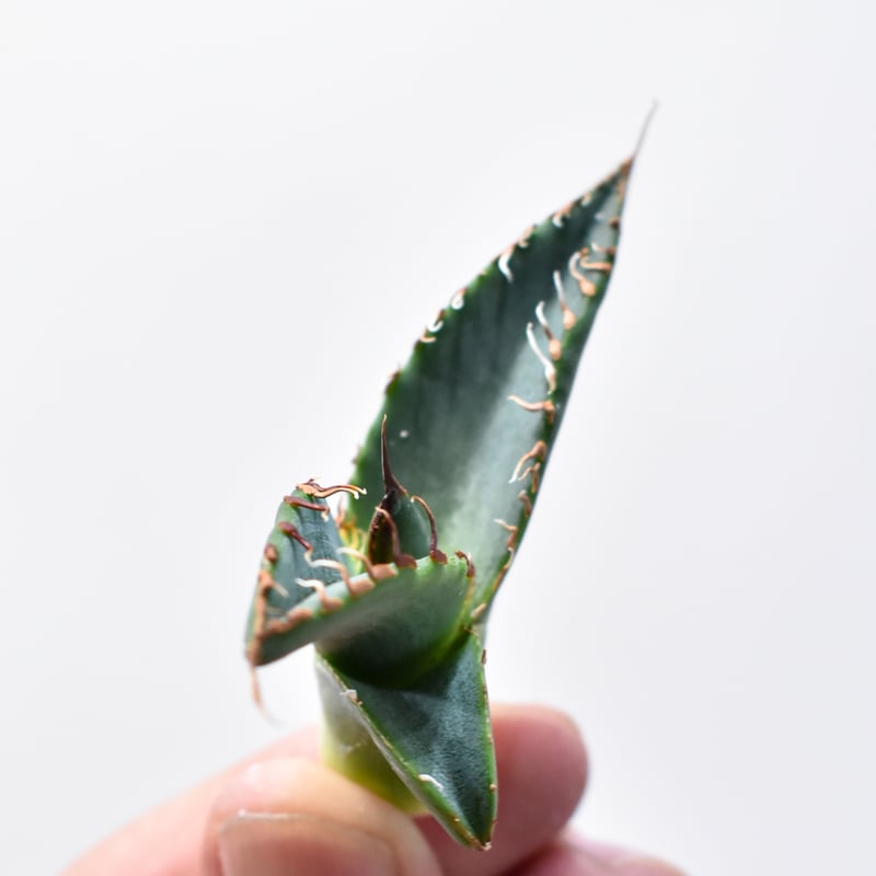 RAFLUMコレクション】アガベ チタノタ 