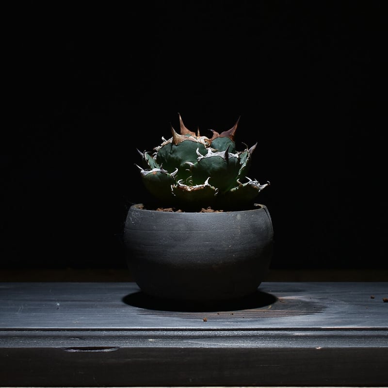 アガベ チタノタ FO-076 