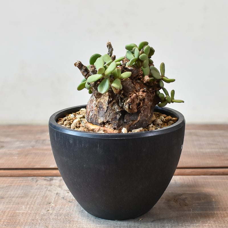 ケラリア ピグマエア 【発根済】B | RAFLUM / ラフラム｜東京、大阪の