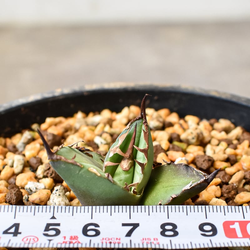 RAFLUMコレクション】アガベ チタノタ 