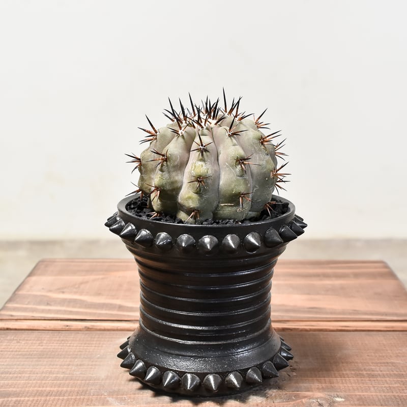 コピアポア シネレア 