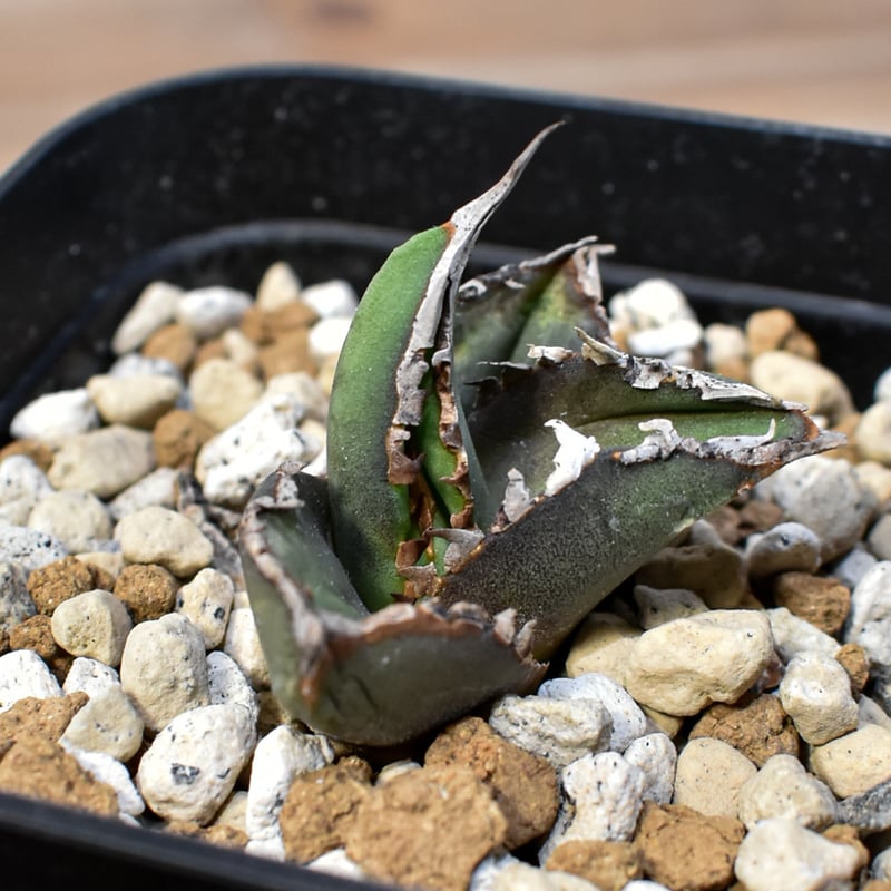 アガベ チタノタ 