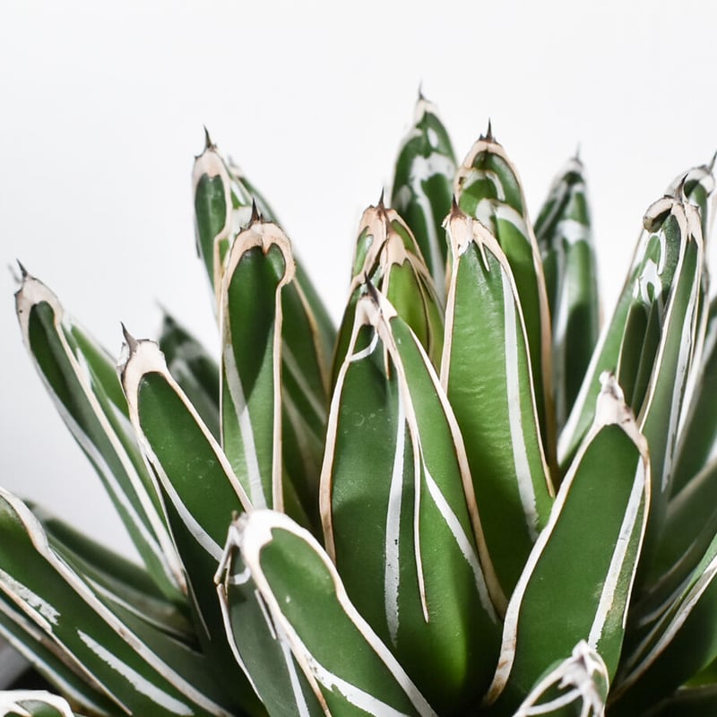 アガベ ビクトリアレジーナ(笹の雪)【大人気！笹の雪！気品あふれる美