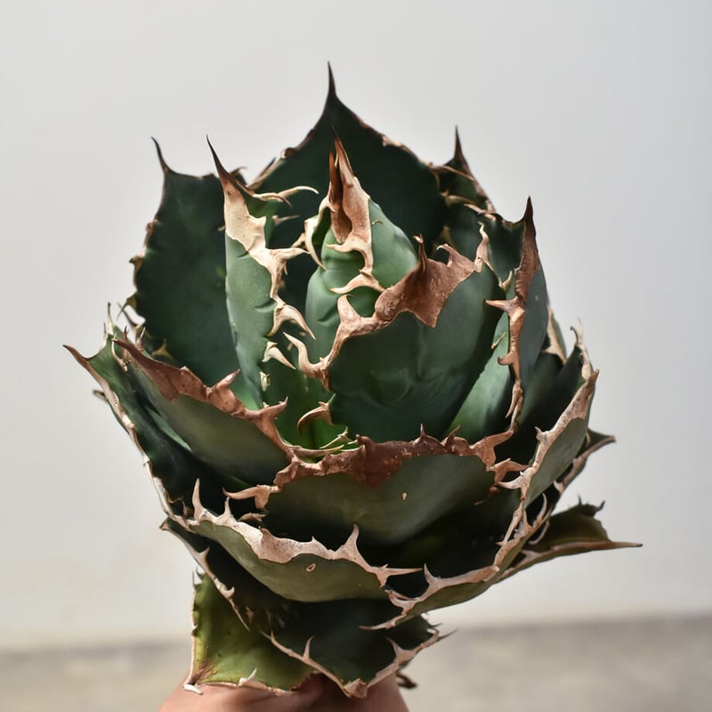 アガベ チタノタ オテロイ 