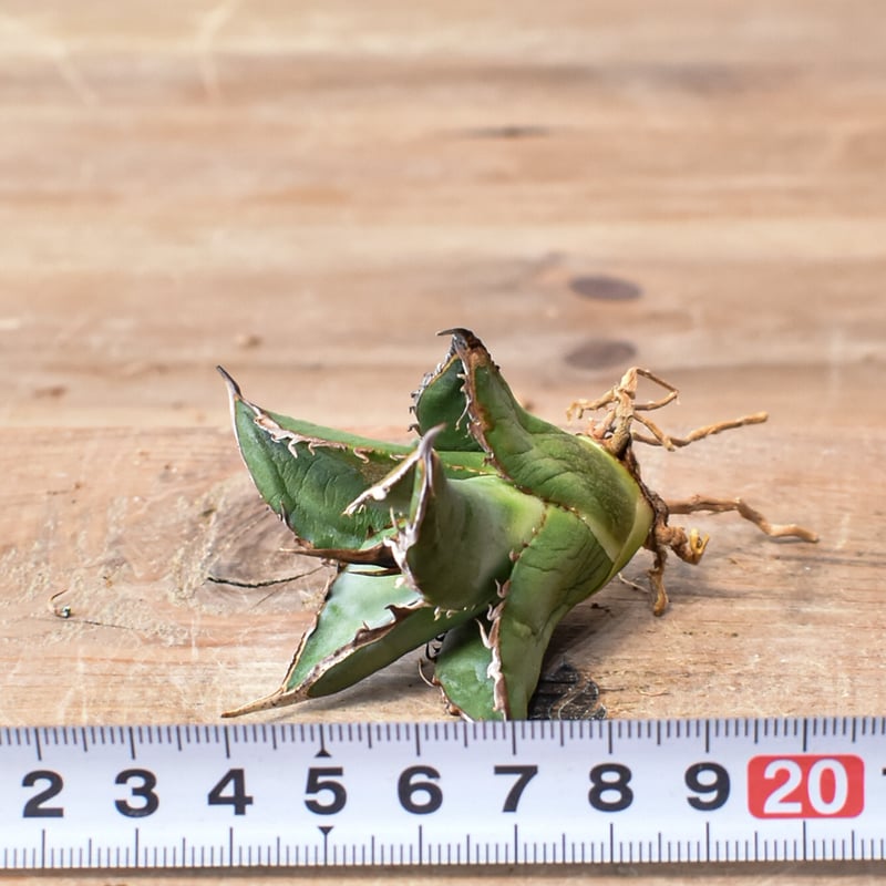 アガベ オテロイ 