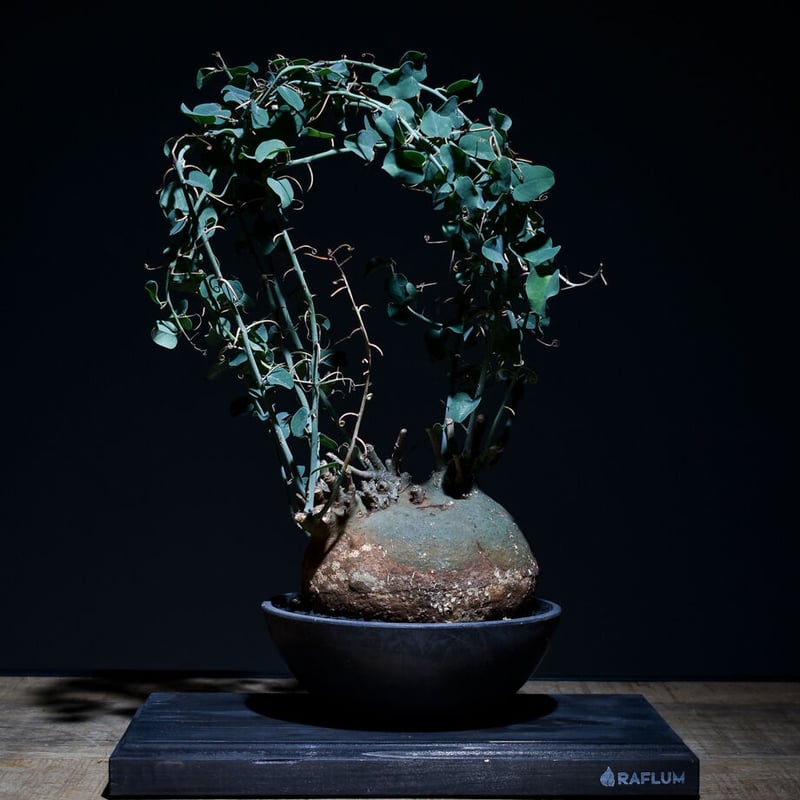 アデニアスピノーサ （発根済み）Lサイズ RF22663 | RAFLUM / ラフラム