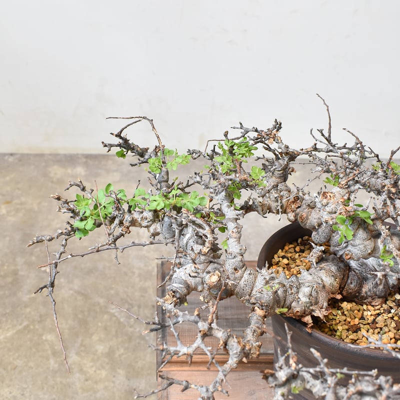 RAFLUMコレクション】コミフォラ エイル 【現地球/発根済み】A