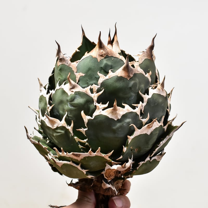 アガベ チタノタ オテロイ 