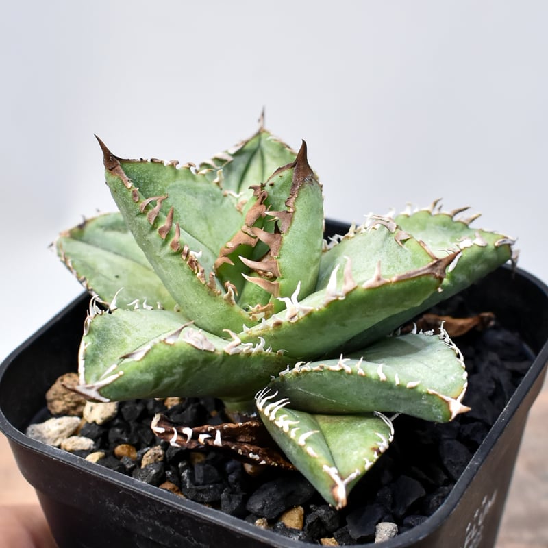 アガベ チタノタ 