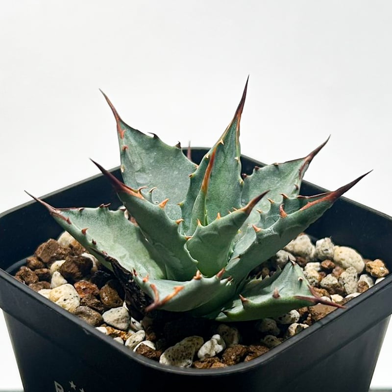 アガベ hybrid イシスメンシス×エボリスピナ/甲蟹X妖炎 【台湾 dragon