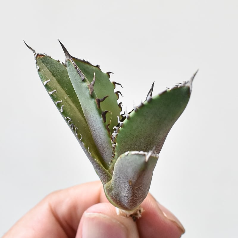 アガベ チタノタ DENNIS040 デニス040 