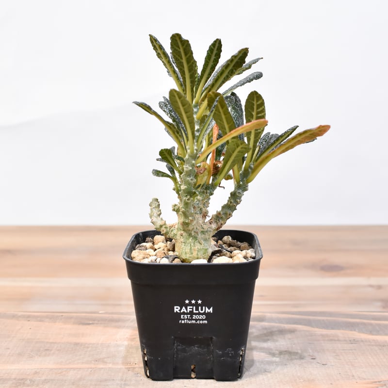 ドルステニア ギガス【実生】A | RAFLUM / ラフラム｜東京、大阪の塊根