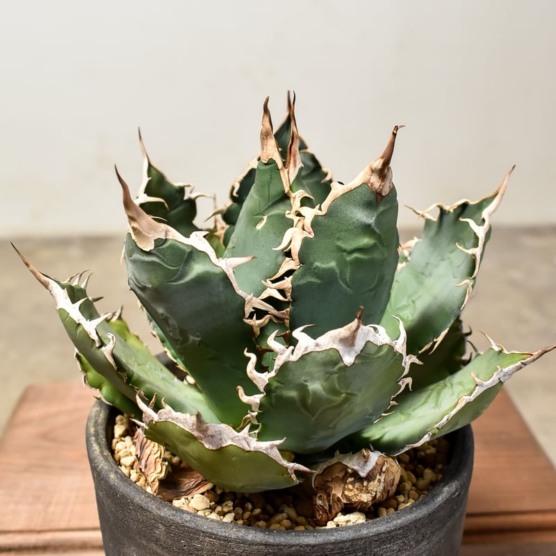 アガベ チタノタ オテロイ 