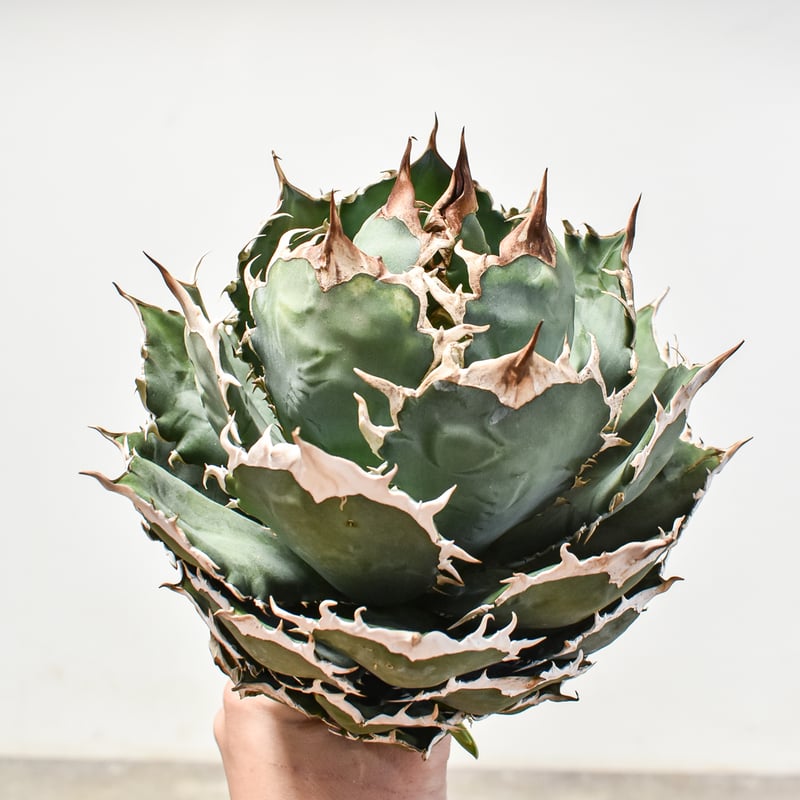 アガベ チタノタ オテロイ 