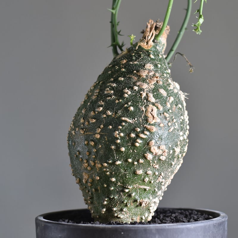 アデニア グロボーサ【塊根部が大きくゴツゴツした人気の優良株