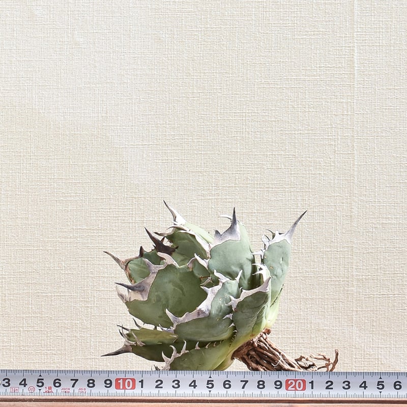 アガベ チタノタ フェニックス 