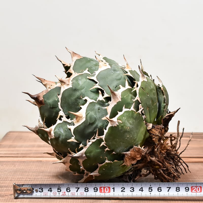 アガベ チタノタ オテロイ 