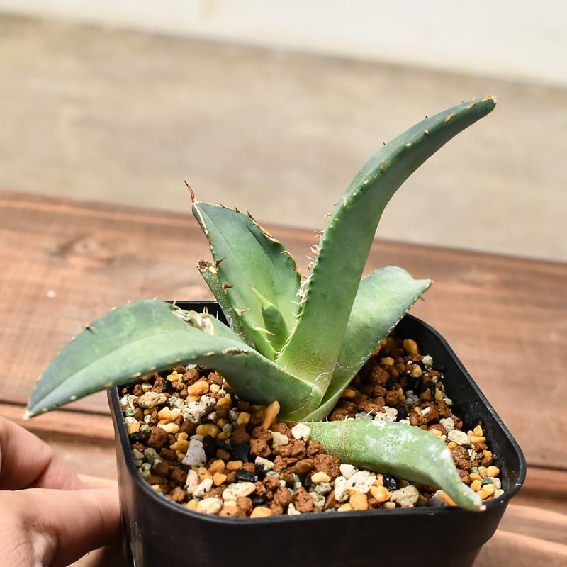 RAFLUMコレクション子株】アガベ チタノタ テレサ【カリフォルニア産