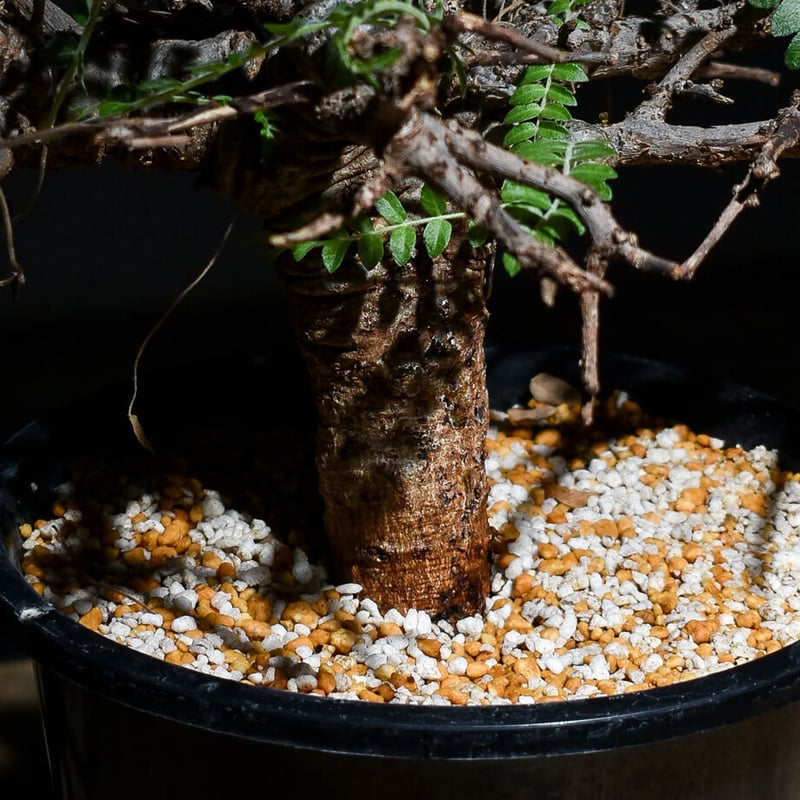 ボスウェリア ネグレクタ（発根済み）RF22427 | RAFLUM / ラフラム