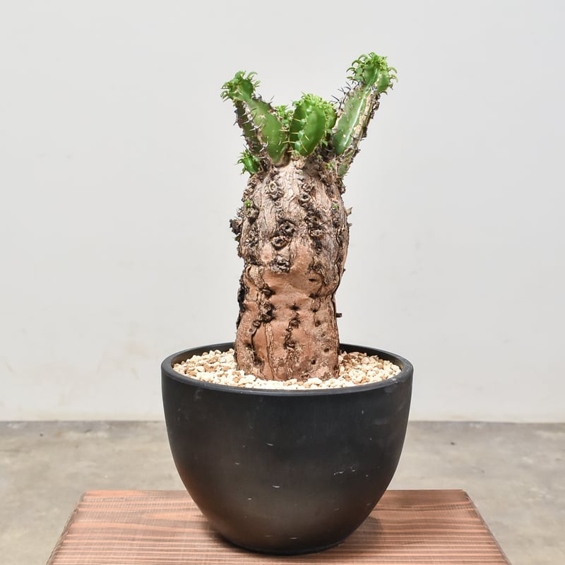 ユーフォルビア ムランジーナ 【発根済み】RF231965(T) | RAFLUM