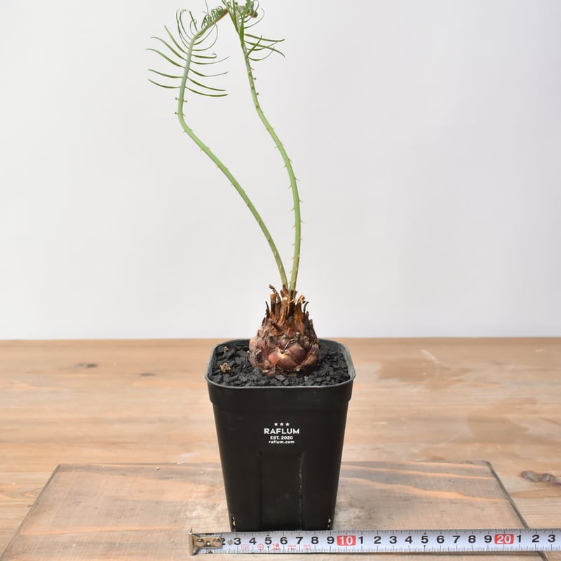 サイカス カイルンシアナ 【実生】RF25011360 | RAFLUM / ラフラム