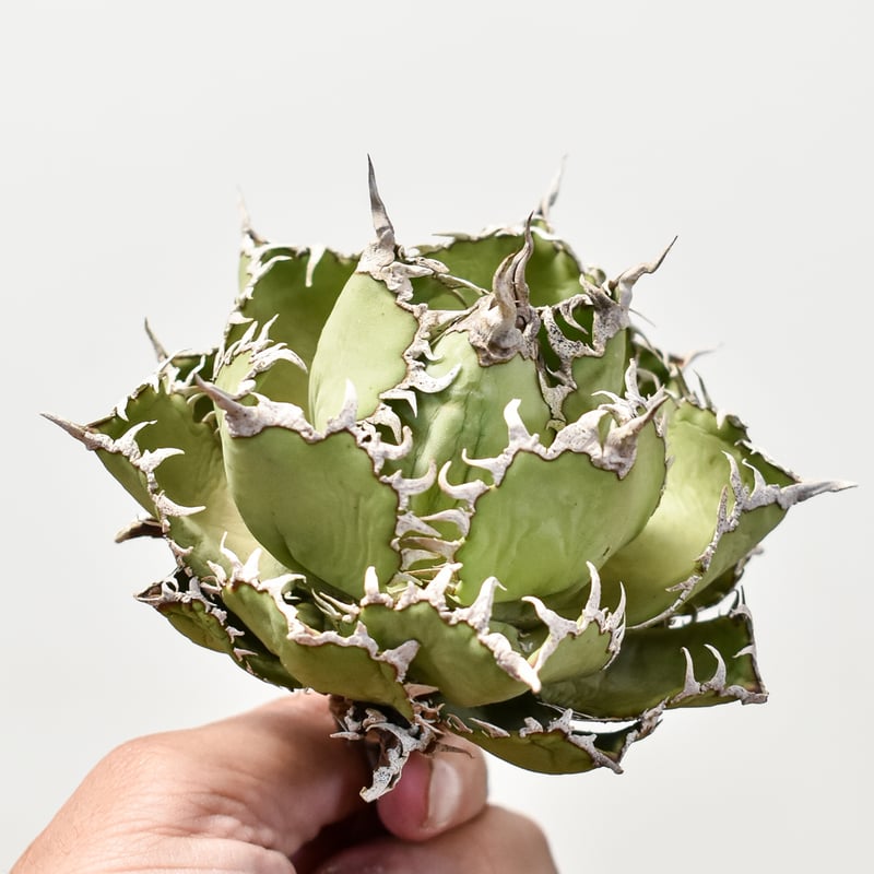 アガベ チタノタ フィリグリー